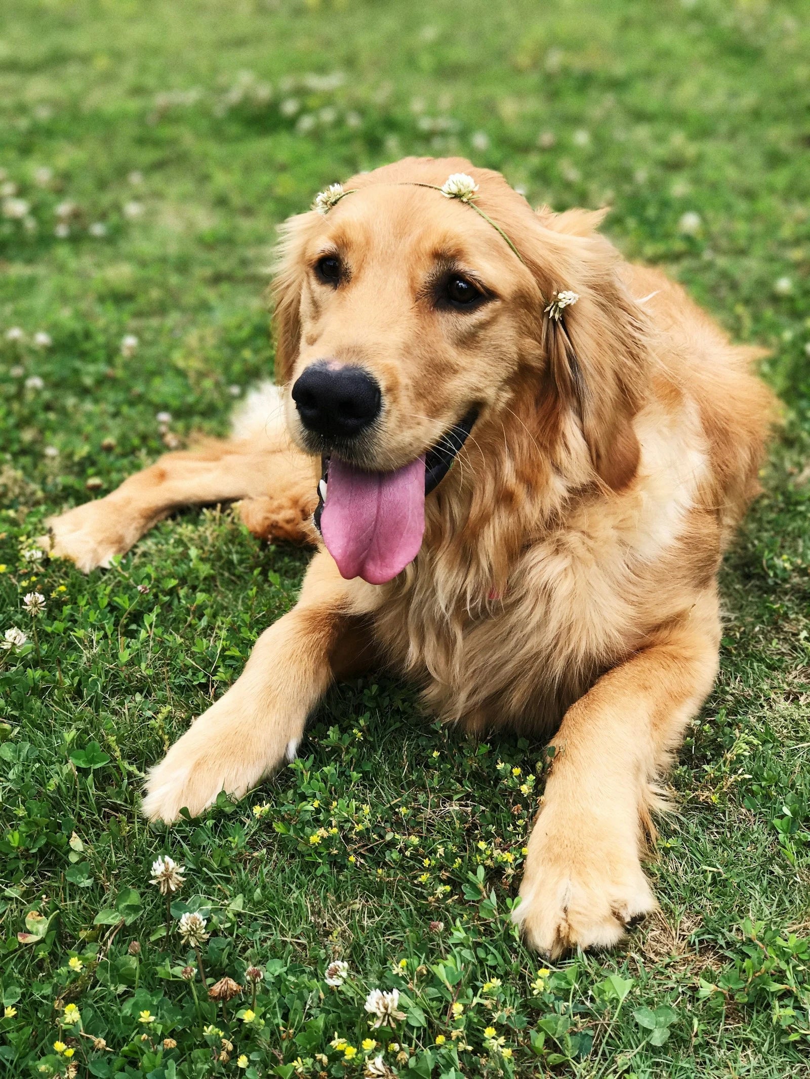Golden retriever resting outside in a garden
