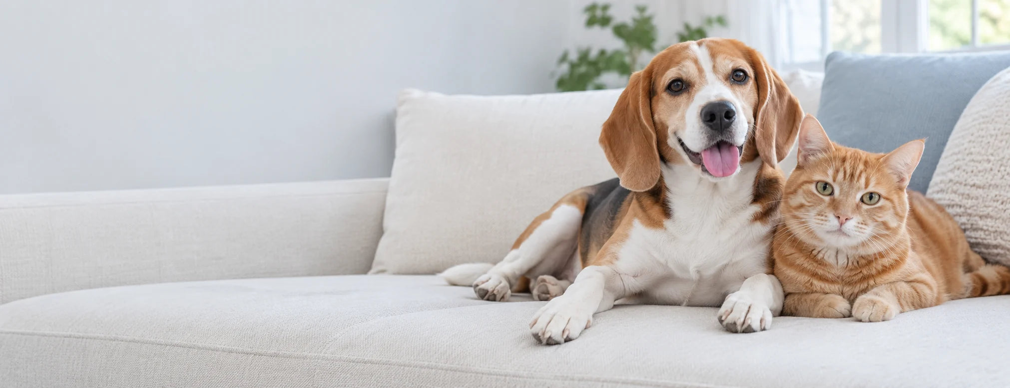 A beagle and ginger cat resting together on a sunlit sofa